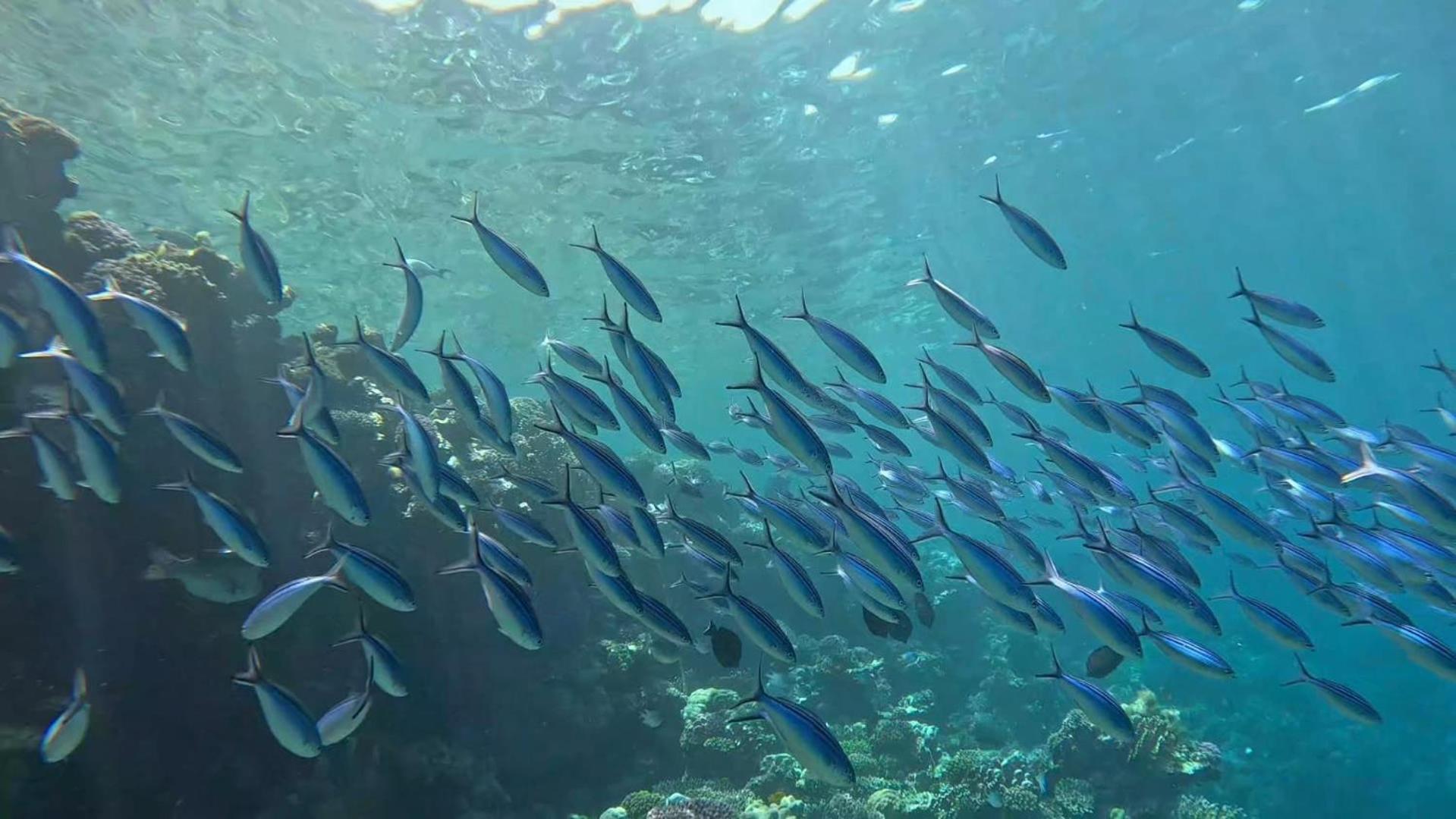 Sharm El Naga And Diving Center Campsite 3*