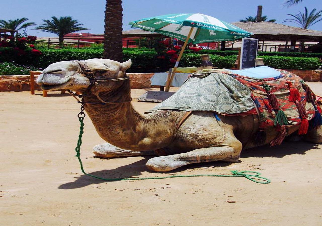 Sharm El Naga And Diving Center مكان تخييم